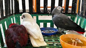 גניבת ציפורים בערבה, צילום: דוברות משטרת ישראל